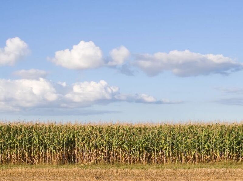 Corn - american corn farmland blue sky-