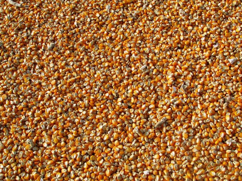 Corn - Corn Many Kernels